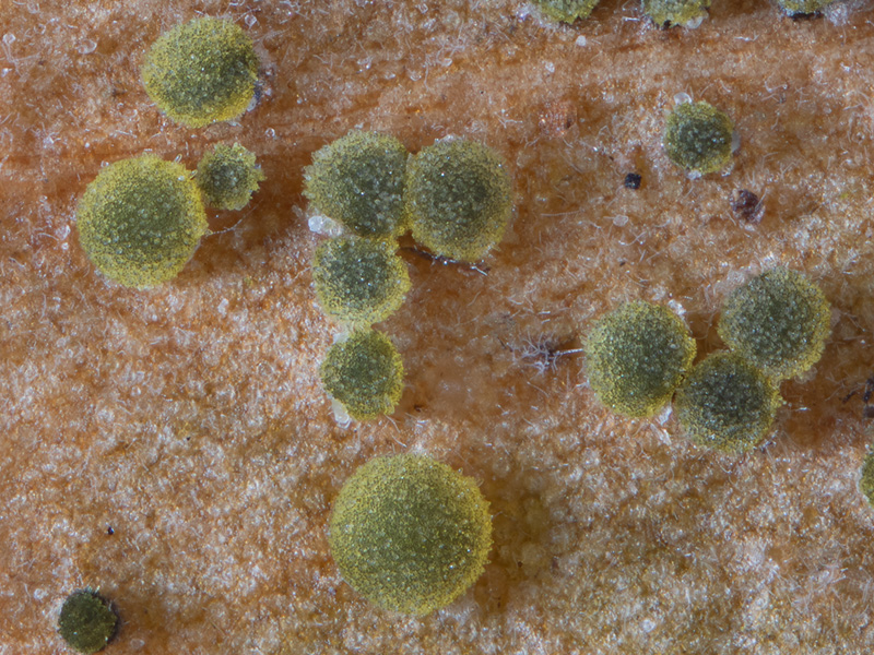 Trochila craterium